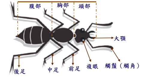 螞蟻的介紹 洛嬈傅塵寰